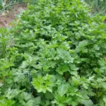 Чому петрушка мститься своєму сусідові: з якою рослиною вона не&hellip;