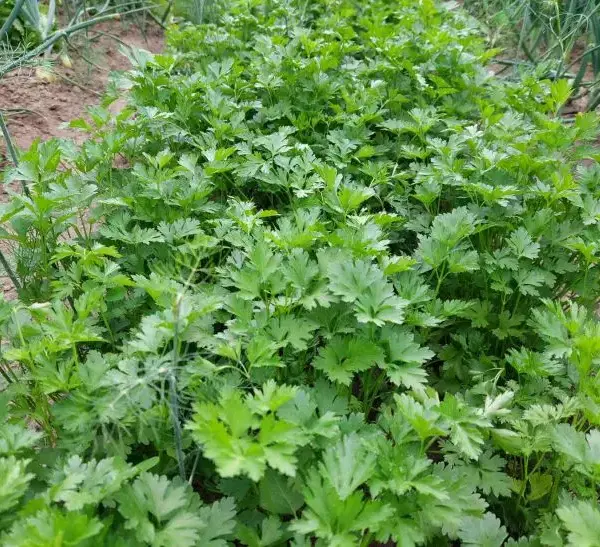 Чому петрушка мститься своєму сусідові: з якою рослиною вона не&hellip;