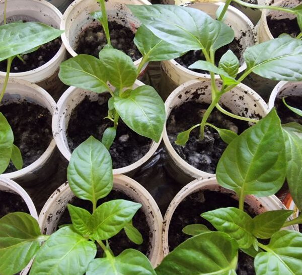 Чому жовтіє листя у розсади перців: про це не розповість…