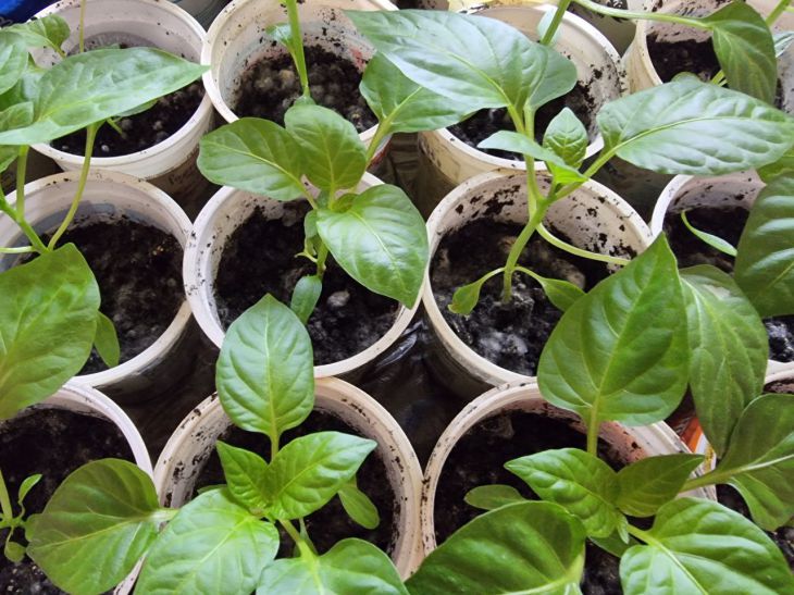 Чому жовтіє листя у розсади перців: про це не розповість сусід по дачі
