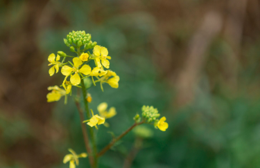 Вартість ріпаку в Україні 2026: вигідний час для продажу?