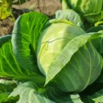 Як використовувати грядку з-під капусти: які культури оцінять велику підгодівлю