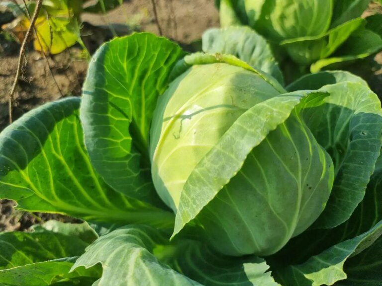 Як використовувати грядку з-під капусти: які культури оцінять велику підгодівлю 8 Як використовувати грядку з-під капусти: які культури оцінять велику підгодівлю 8