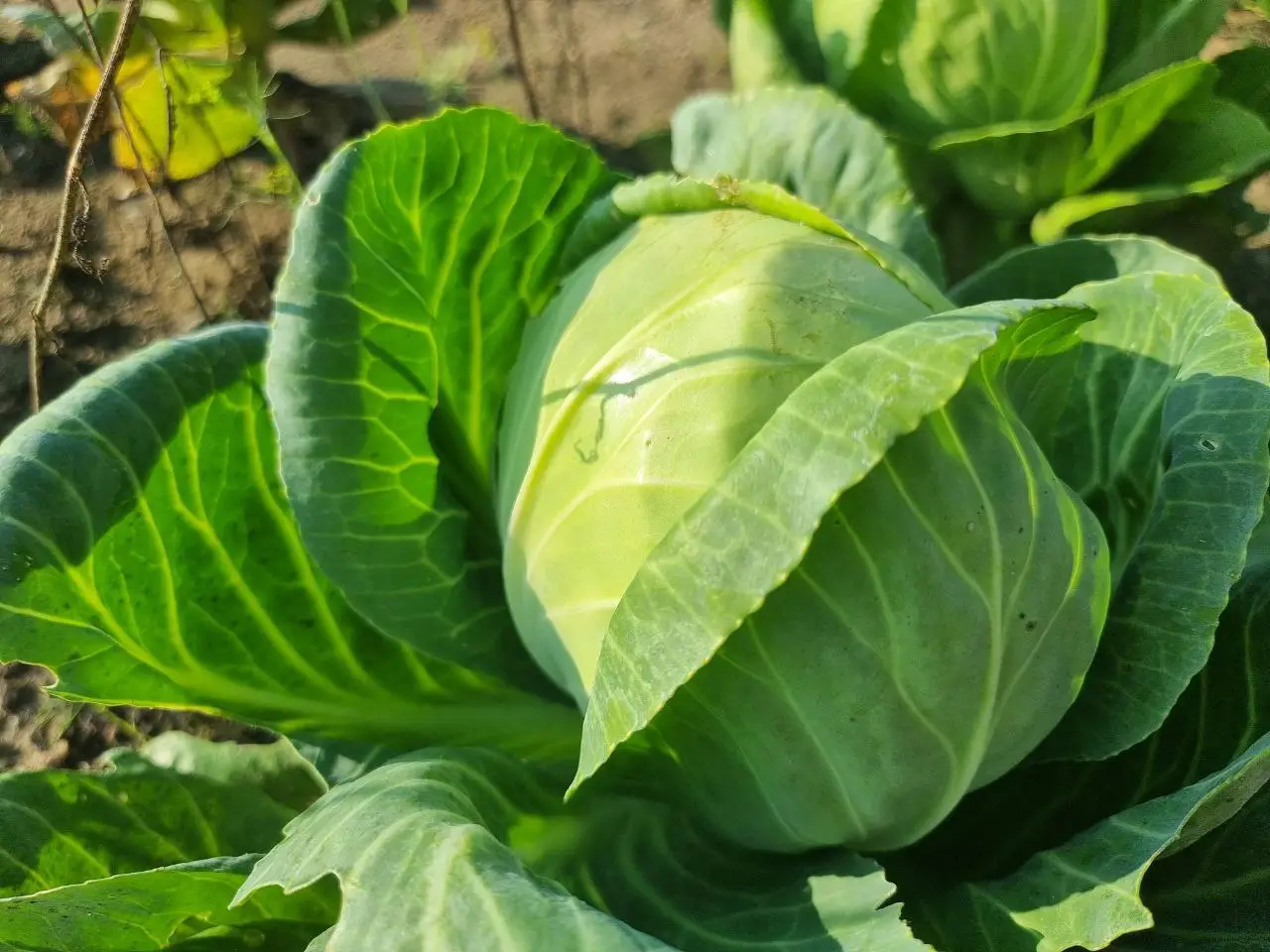 Як використовувати грядку з-під капусти: які культури оцінять велику підгодівлю капуста