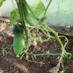 Що приховують агрономи: 3 небезпечні поєднання овочів на ваших грядках