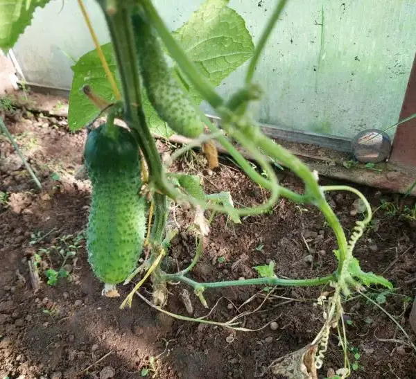 Що приховують агрономи: 3 небезпечні поєднання овочів на ваших грядках