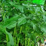 Міцне коріння: який інгредієнт обов'язково додають у ґрунт перед пікіруванням