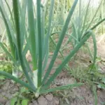 Чим засіяти грядку після цибулі: хитрість для забудькуючих городників