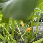 Що посіяти після кабачків: хитрість для втомленої від гарбузових землі