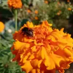 Секрет довголіття: навіщо сіяти чорнобривці прямо в горщик з томатами