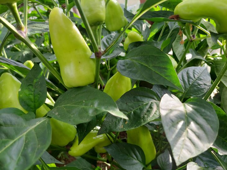 Що в жодному разі не можна садити поруч із перцем: ворог вашого врожаю