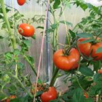 Що посіяти після томатів: грядка, яка здивує врожаєм