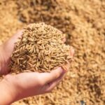 Холоди гальмують зерновий експорт, вартість кормів збільшується.