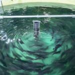 В Україні падає випуск аквакультури, але збільшується реалізація.