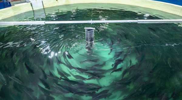 В Україні падає випуск аквакультури, але збільшується реалізація.