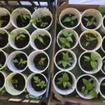 Розсада як на підбір: чому досвідчені дачники кладуть у склянку…