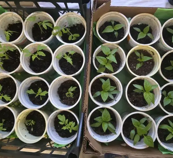 Розсада як на підбір: чому досвідчені дачники кладуть у склянку…