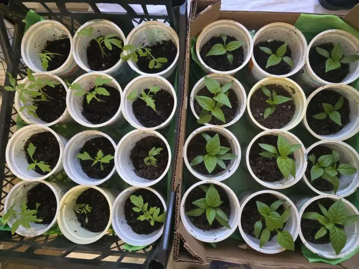 Розсада як на підбір: чому досвідчені дачники кладуть у склянку цю таблетку