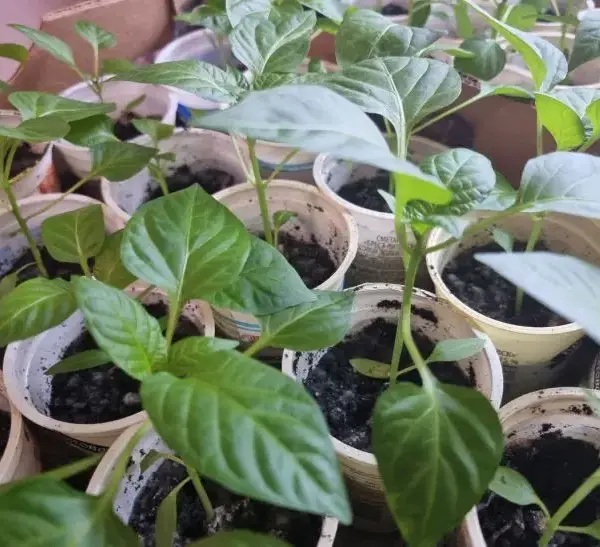 Навіщо гартувати розсаду перед висаджуванням: і як робити це правильно