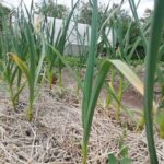 Що посадити після часнику на наступний рік: найкращі послідовники для…