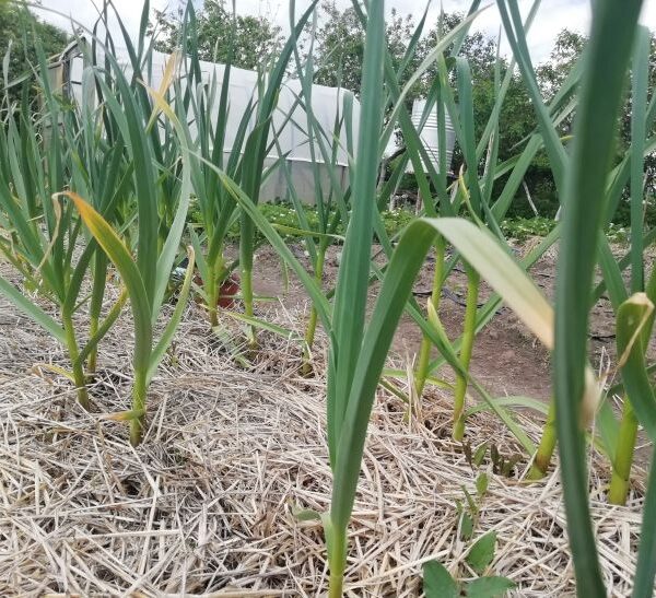 Що посадити після часнику на наступний рік: найкращі послідовники для…