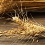 Українська пшениця росте в ціні: зимова погода гальмує експорт з Чорного моря