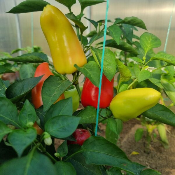 Що приховує земля після перцю: культура-рятівник для виснаженої землі