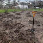 Що посадити після квасолі: про це повинен знати кожен городник