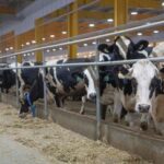 Аграрний сектор України в січні: лідери виробництва