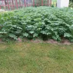 Що посадити після картоплі: секрет, про який мовчать агрономи