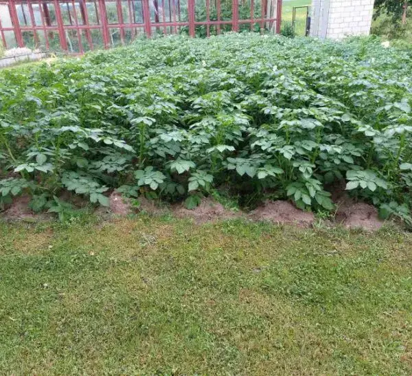 Що посадити після картоплі: секрет, про який мовчать агрономи