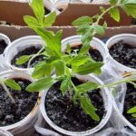 Що додати в ґрунт при посадці: дачний секрет для величезного&hellip;