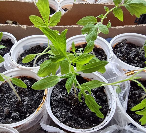 Що додати в ґрунт при посадці: дачний секрет для величезного&hellip;