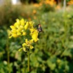 Навіщо сіяти гірчицю після картоплі: що садити, щоб земля відпочила