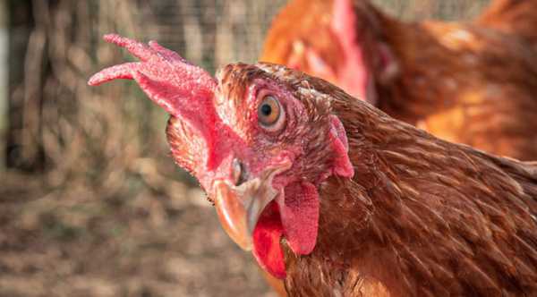 Пташиний грип шириться на Чернігівщині