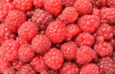 Український експорт малини обвалився у 2025: Польща досягла піку імпорту.