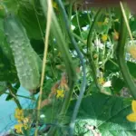 Що буде, якщо посадити огірки після огірків: сумні наслідки для&hellip;