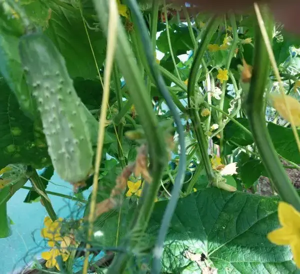 Що буде, якщо посадити огірки після огірків: сумні наслідки для&hellip;