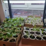 Навіщо поливати розсаду дріжджами: секрет, від якого вона піде на&hellip;