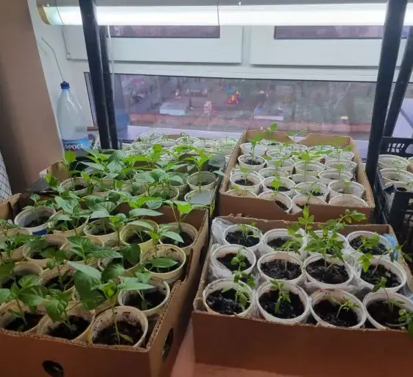 Навіщо поливати розсаду дріжджами: секрет, від якого вона піде на&hellip;