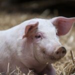 Вартість свиней у живій вазі: 2-8 березня 2026 р.