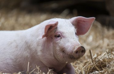 Вартість свиней у живій вазі: 2-8 березня 2026 р.