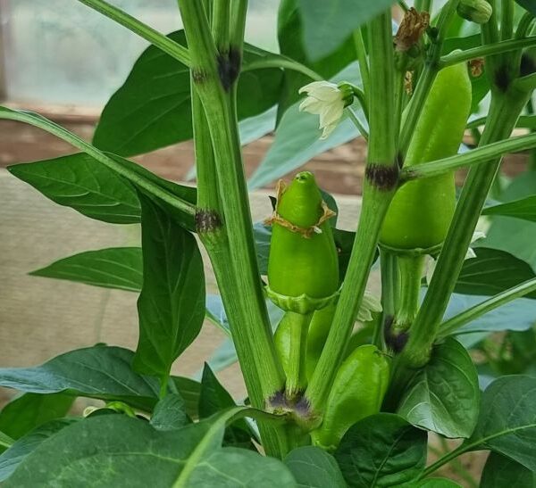 Навіщо варити лушпиння цибулі: неймовірна користь для городу і домашніх&hellip;