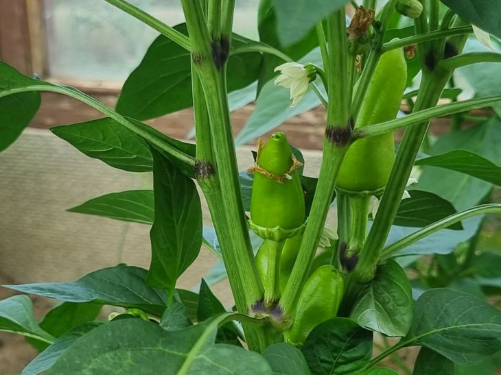 Навіщо варити лушпиння цибулі: неймовірна користь для городу і домашніх рослин