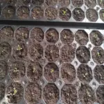 Як зробити грунт для розсади вдома: простий рецепт, який кращий&hellip;