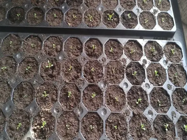 Як зробити грунт для розсади вдома: простий рецепт, який кращий&hellip;