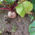 Що сіяти після буряків: золоте правило родючості