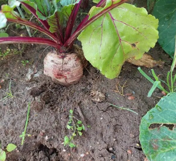 Що сіяти після буряків: золоте правило родючості