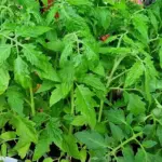 Тони помідорів: що сиплють у лунку при висадженні розсади справжні професіонали