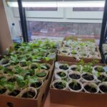 Навіщо розпушувати ґрунт у розсадних стаканчиках: простий прийом для доступу…